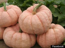 s-pink-pumpkins-large